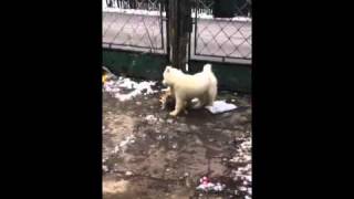 Sibirski samojed