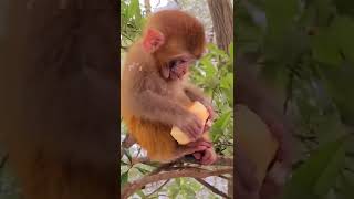 Monkey baby 😍 #short #shorts #shortvideo #shortsvideo #monkey