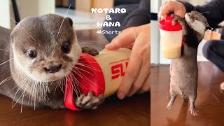 プロテイン欲しくてしゃべるカワウソ Otter Wants Protein #Shorts