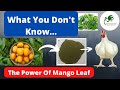 How To Use Mango Leaf Meal To Boost Broiler Weight Gain. Mango Leaf Benefits