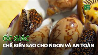 Ốc giác- Chế biến sao cho ngon và an toàn| VTC14