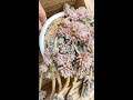 婴儿手指多肉植物大老桩 succulents