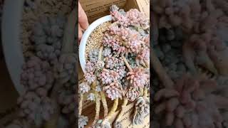 婴儿手指多肉植物大老桩 succulents