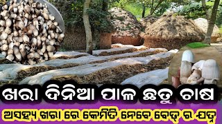 ଅଧିକ ଖରା ରେ ପାଳ ଛତୁ ବେଡ୍ ର ସଠିକ୍ ଯତ୍ନ କିପରି ନିଆଯାଏ ? How to care mushroom bed  in hot summer ⛱️ 🍄