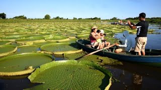 Huge water lilies attract visitors to Paraguay river