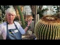 Golden Barrel Cactus