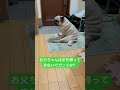 待ちくたびれた。 パグ pug ぱぐ 日常 癒し shorts ショート 犬のいる暮らし いぬ