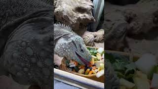 Rare Iguana Collection Enjoying Lunch Time