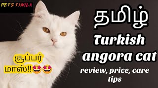 Turkish angora cat in tamil/Turkish angora cat/Cute cats/cats/petstamila/Tamil