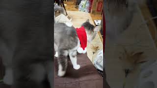 ペットのクリスマスマフラーなのに猪木さんにしか見えない。