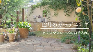 《メリットいっぱいの古葉切り》12月にやっておきたいクリスマスローズの手入れ《T's Gardenのガーデニング》