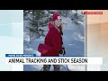 maine guide mondays animal tracking and stick season