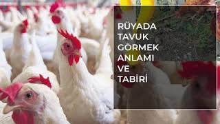 Rüyada Tavuk Görmek Ne Anlama Gelir? Rüya Tabirleri