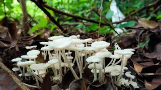 🌴🌴🌧️कोकणातल्या जंगलातील अलबी( mushroom)