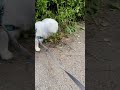 ペキニーズのわくわくのお散歩 happy walk with pekingese shorts