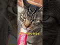 キジトラ猫のキジ男くん。野良猫です。 short ねこ