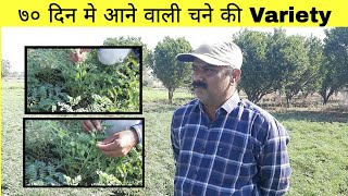 70 दिन की चने की फसल || 70 दिवसात येणारे हरबऱ्या चे वाण || 70 Day RedGram Variety||