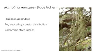 Lichens Module 4: Get to know some local lichens