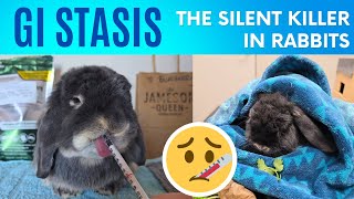 GI Stasis - The Silent Killer | Signs, Treatment, & Recovery