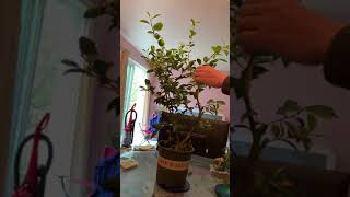 Hard Pruning of my camellia pre-bonsai to set the basic structure