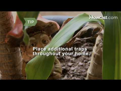 How to Get Rid of Gnats How to Get Rid of Gnats