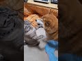 柴犬ポンちゃんと柴ねこコウタン　今日もあむあむされとるな 笑