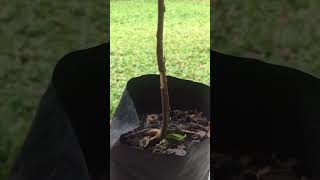 Rambutan bud grafting #rambutan #bud #grafting