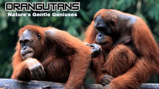 Orangutans  ||   Nature's Gentle Geniuses