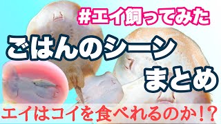 エイのお食事【ご飯たくさん食べるかな？】ペットのエイの捕食シーンをまとめました【熱帯魚水槽】