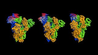 Molecular motions of coronavirus spike proteins and relation to lethality and infection rate