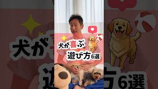 こんな遊び方をしたら、それだけで愛犬との絆が深まるよ🐶✨犬が喜ぶ遊び方6選 #犬 #犬のしつけ #犬のいる暮らし