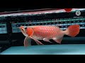 AROWANA Super red kapuas hulu