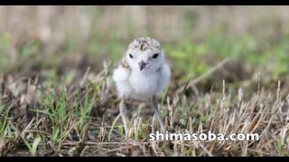 シロチドリのヒナ Kentish plover