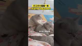 按摩小猫上线#猫咪的迷惑行为 #可爱的小猫咪 #可爱到爆炸💥 #猫咪