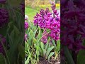 Hyacinth Woodstock is one of the early signs of spring