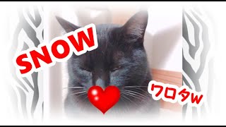 【かわいい猫 黒猫 】SNOWで遊んだら、めっちゃワロタｗ