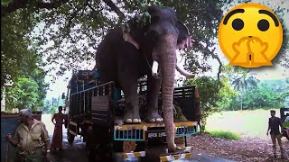 Kerala Elephant Get Down from Truck |  ഈരാറ്റുപേട്ട അയ്യപ്പൻ | Erattupetta Ayyappan😘