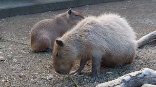 Animals in Izu Shaboten Zoo / 伊豆シャボテン動物公園の動物たち