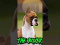 THE BOXER