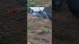 Pigeon trap | bird trap easy homemade | bird trap using wire snare work 100% #shorts #youtubeshorts