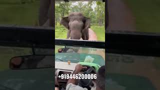 Tourists spent scarey moments when a tusker