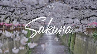 目黒川桜まつり2019/Cherry Blossoms At Meguro River Tokyo【一眼ムービー】