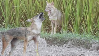 Fox Sound---Golden Jackal Sound II Jackal Howling Sound