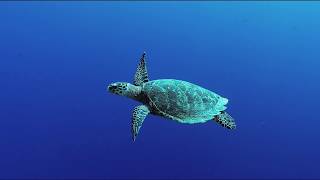 【30秒の海中動画】世界遺産フィリピン トゥバタハリーフ No,1 漂うタイマイ/ Flying sea turtle.