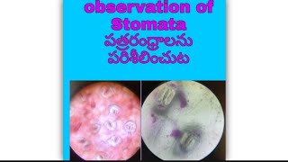 STOMATA IN MICROSCOPE. | సూక్ష్మదర్శినిలో పత్రరంధ్రాలు