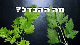 איך להבדיל בין כוסברה לפטרוזיליה