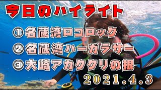 2021年4月3日のダイビングハイライト！可愛い姉妹ダイバー！！