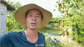 阿金小龙虾打样，气温太高长得慢，坚持每天喂饲料