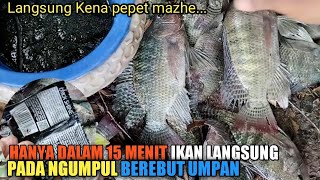 BOM PENGUMPUL IKAN NILA || UMPAN JITU