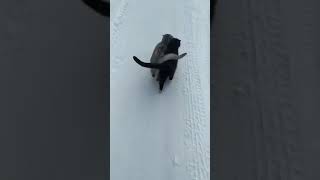 one cat is blind, so they walk this close together